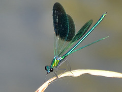 Western Demoiselle m (Calopteryx xanthostoma) DSB 1095