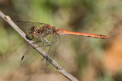 Common Darter m (Sympetrum striolatum) DSB 2047