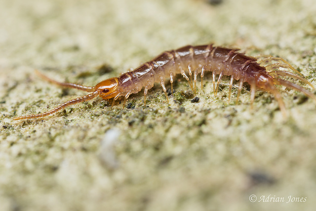 Centipede