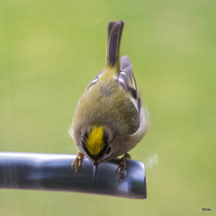 Goldcrest aerobics!