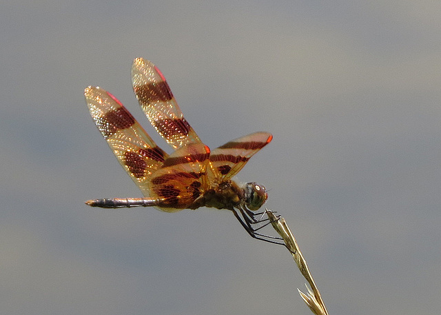 Halloween Pennant (Celithemis eponina)