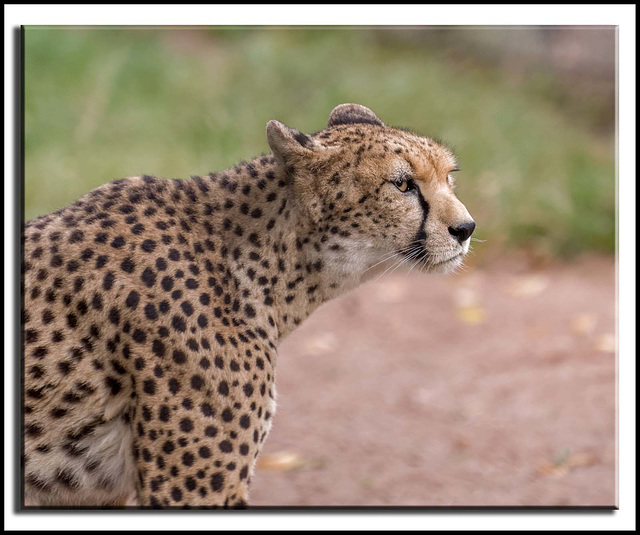 Cheetah 1