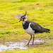 Lapwing4