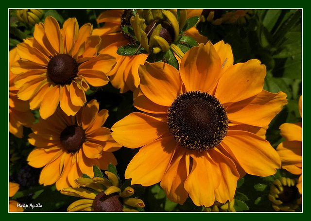 Rudbeckia