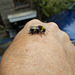 oaw[b&w] - bee rescue [2 of 3]