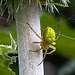 20230624 1228CPw [D~LIP] Kürbisspinne (Araniella cucurbitina), Bad Salzuflen