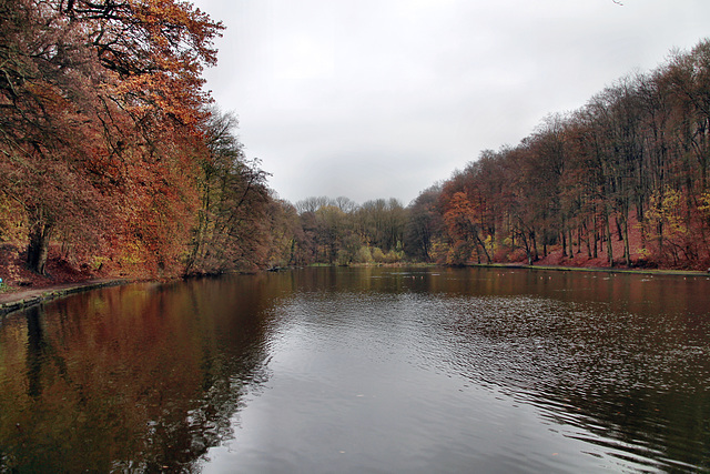 Der Hammerteich am Hohenstein (Witten) / 26.11.2023