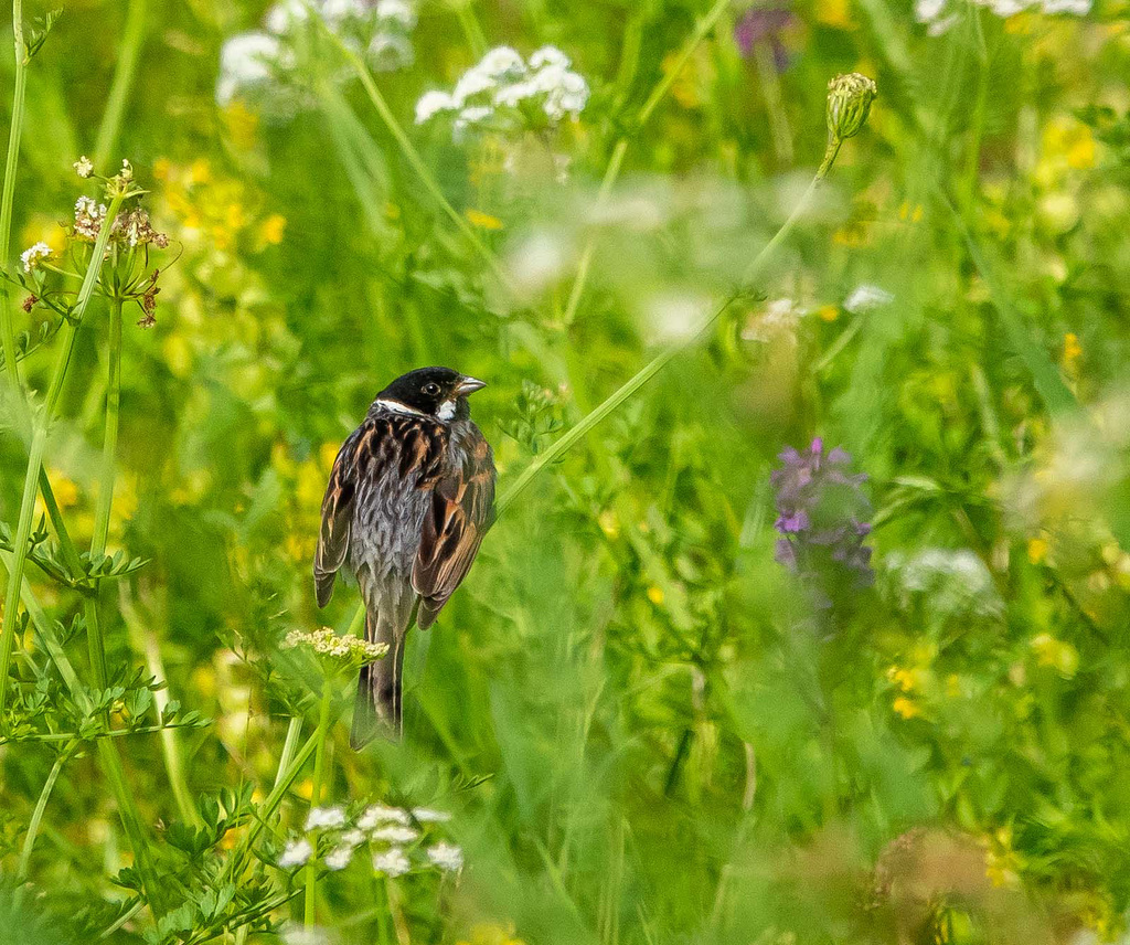 Reed bunting