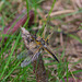 Four-Spotted Chaser Dragonfly drying the wings