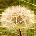 The seed head