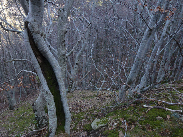 20150127 Fee Arboretum Espaze (25) al