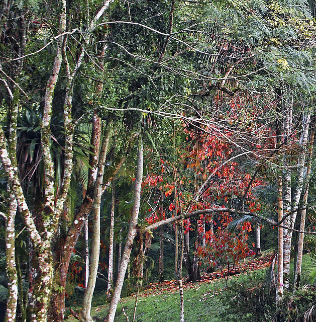 Red leaves.