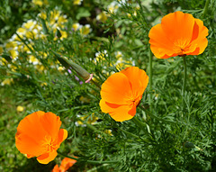 Wild flowers in the garden