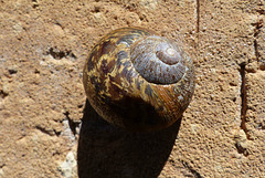 Snail Shadow (Original) - 25 July 2015