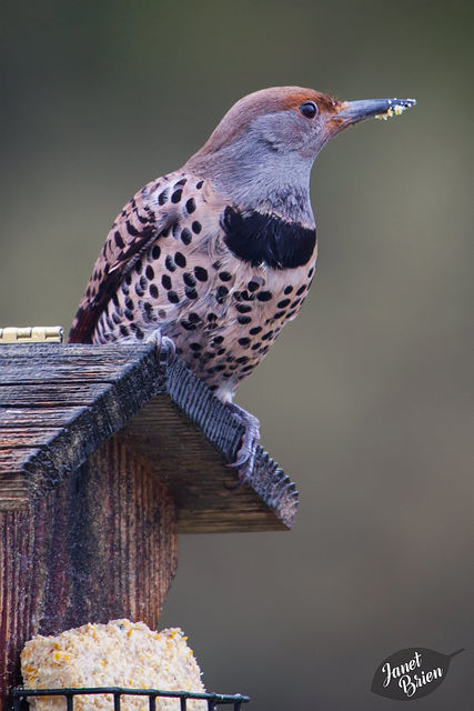 74/366: Northern Flicker on our Feeder (+1 in a note)