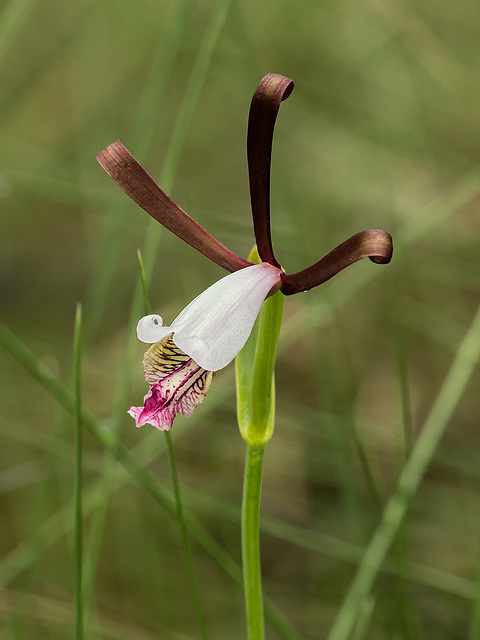 Cleistesiopsis oricamporum (Small Rosebud orchid)