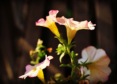 Sunlit Petunias