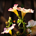 Sunlit Petunias