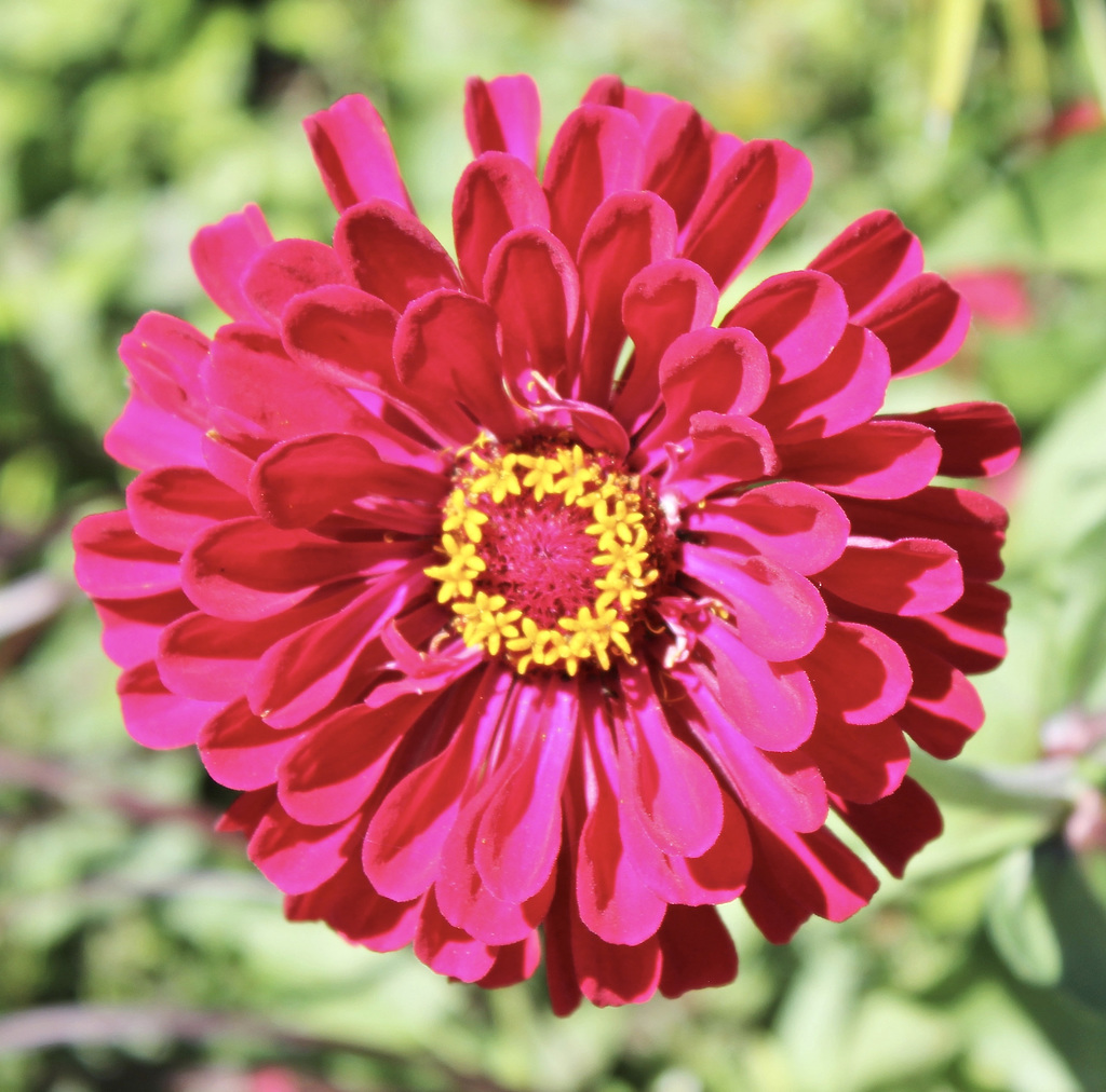 Zinnien