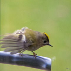 Goldcrest aerobics!