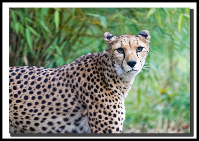Cheetah 2 (1)