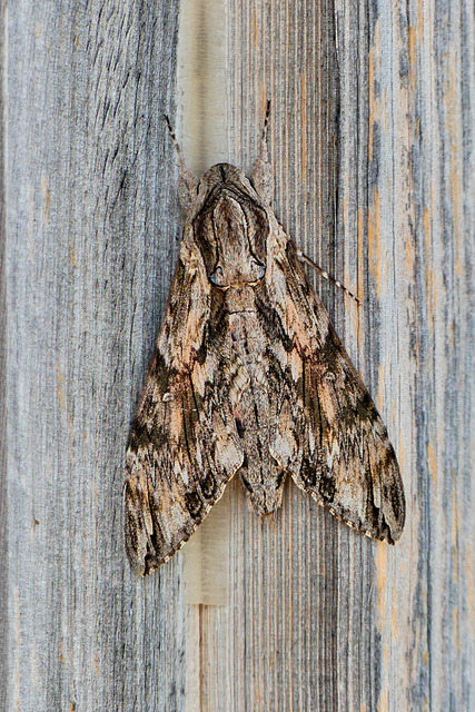 P1110095- Le Sphinx du liseron (Agrius convolvuli) - Jardin  17 août 2018