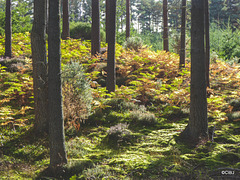 Fall colours and September sunshine