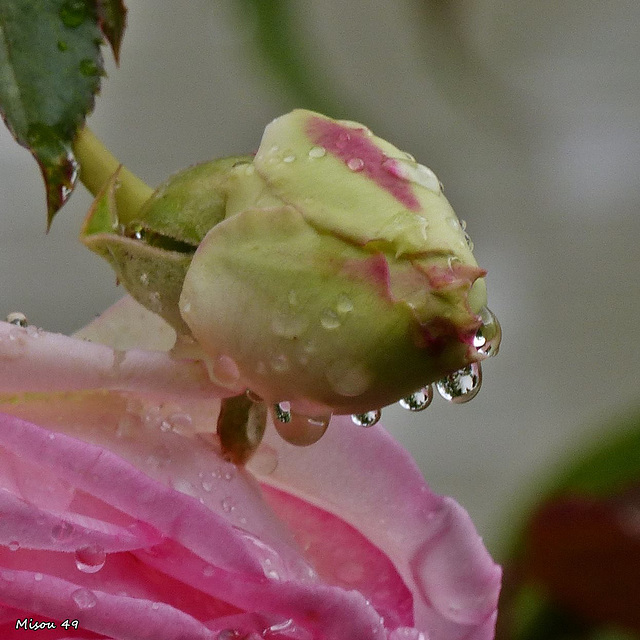 MON JARDIN