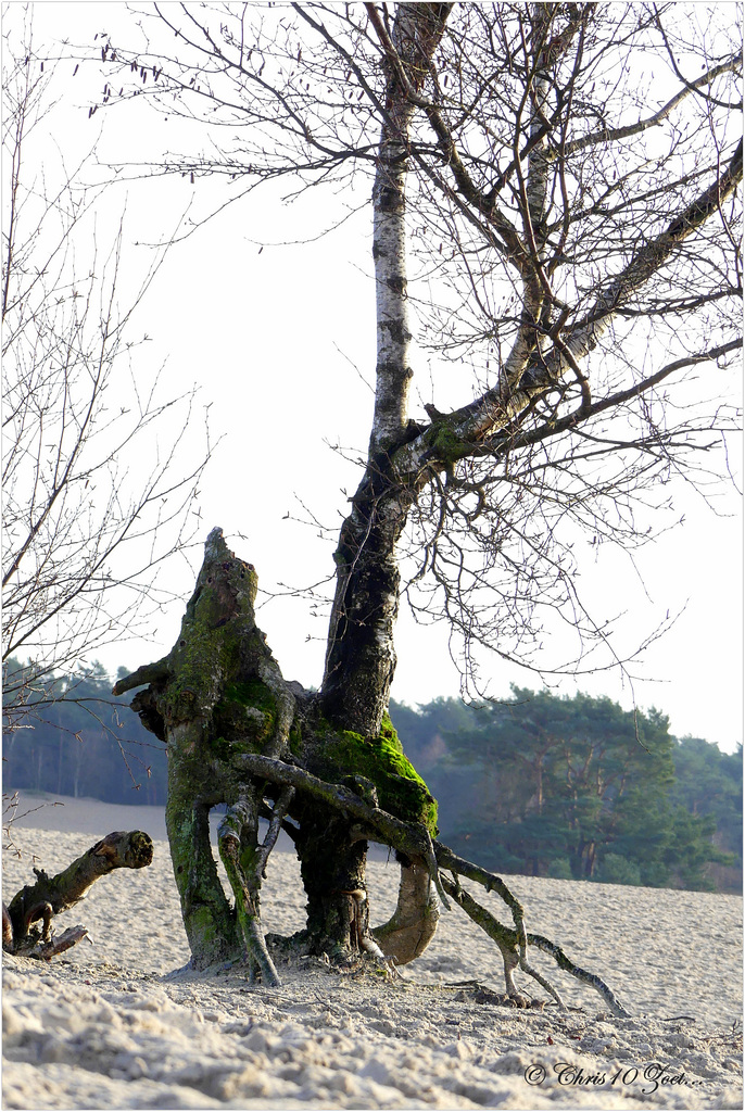 Grillig...