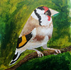 Goldfinch in acrylic