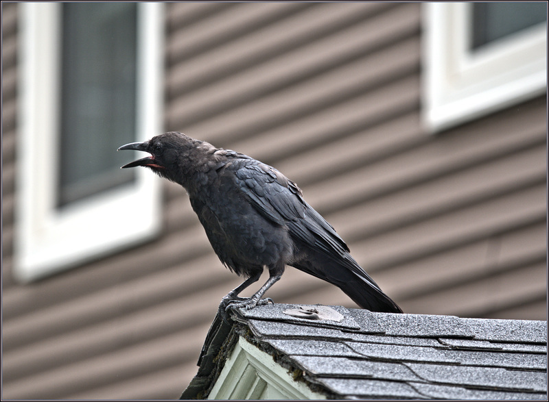 Crowing "I ate a peanut"