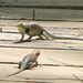 Yellow-backed Spiny Lizards