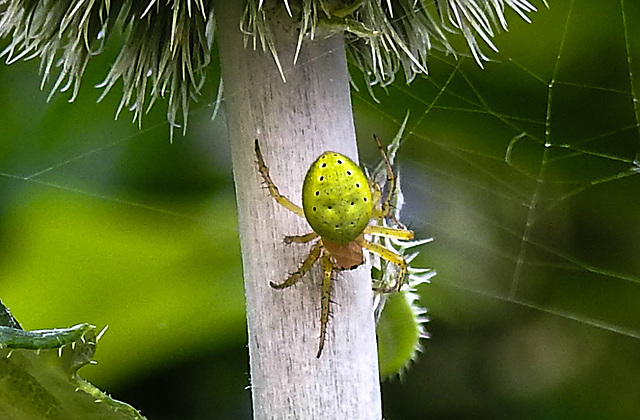 20230624 1229CPw [D~LIP] Kürbisspinne (Araniella cucurbitina), Bad Salzuflen