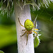 20230624 1229CPw [D~LIP] Kürbisspinne (Araniella cucurbitina), Bad Salzuflen