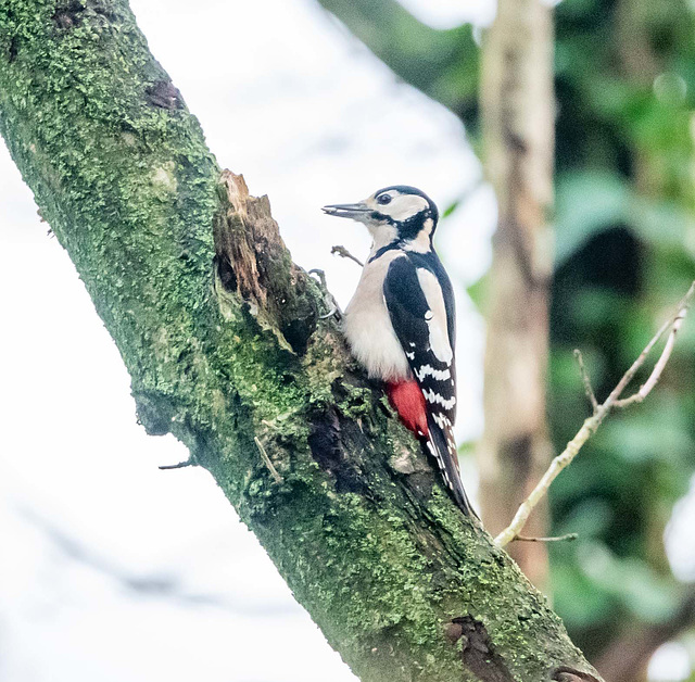 Great spotted woodpecker