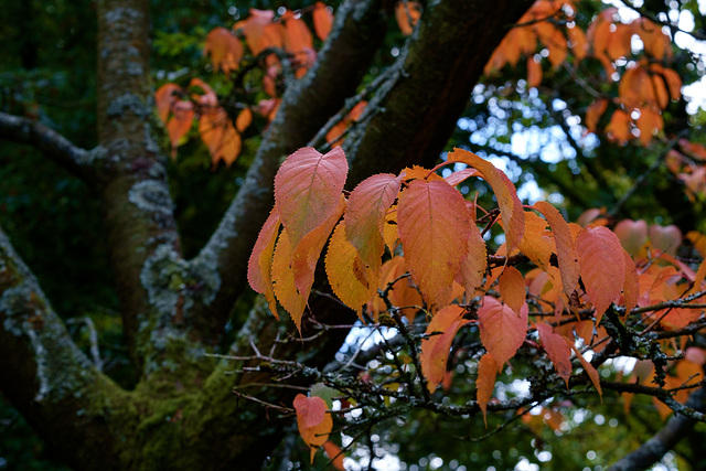 Autumn Leaves