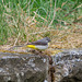 Grey Wagtail