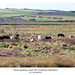 Ponies grazing amid the Cuckmere Meanders - Sussex - 27 10 2025