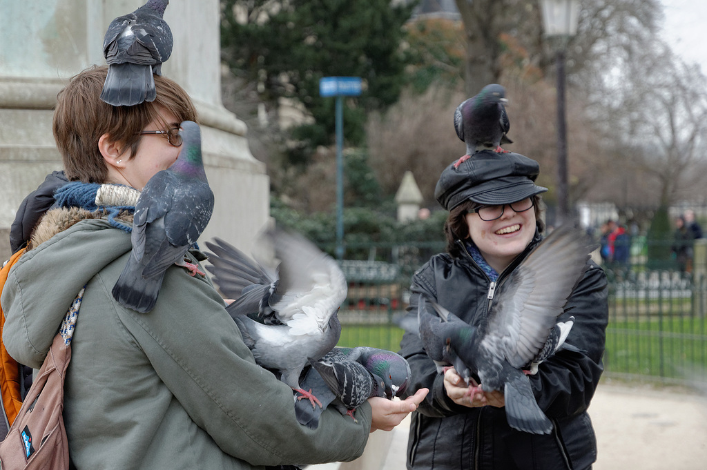 Des pigeons et des filles