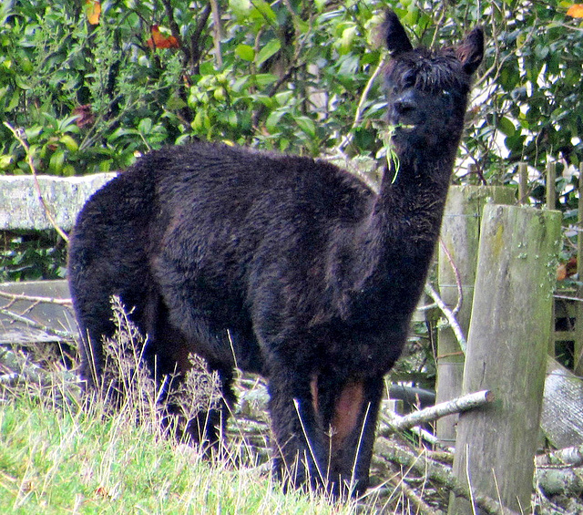 Black Alpaca.