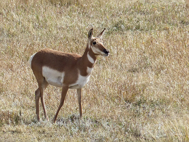 Pronghorn