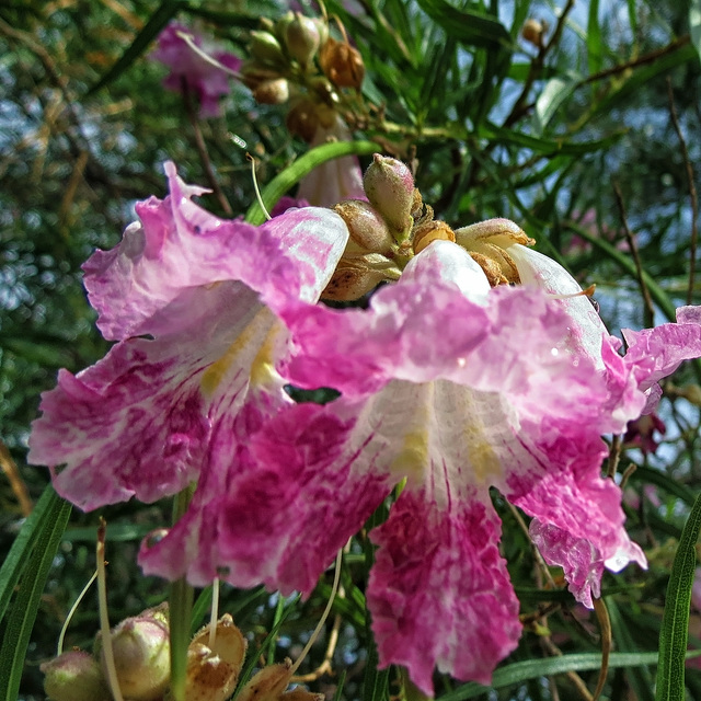 Chilopsis (Desert Willow)