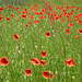 Les beaux dimanches de printemps ...