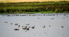 Geese and waders