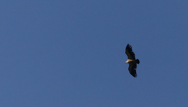 20220623 -27 Haut Diois (390)