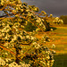 Evening light on flowering Hawthorn
