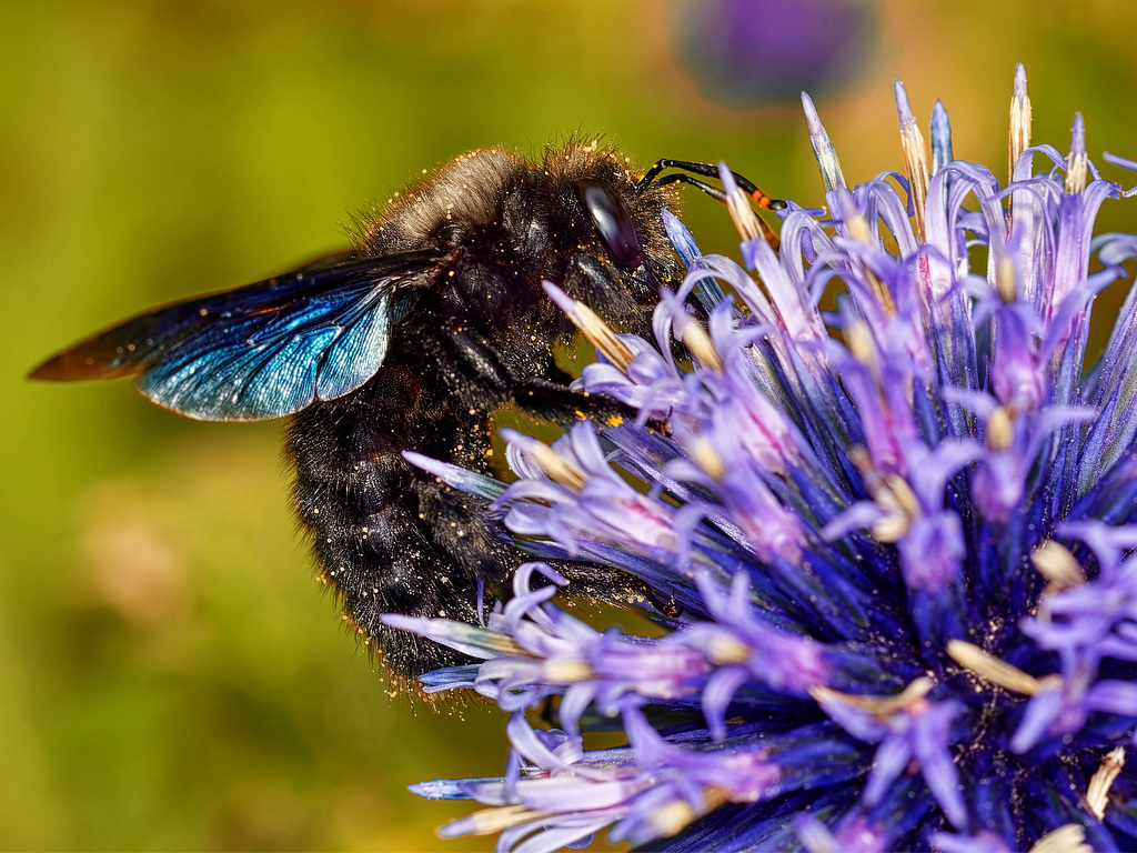 Blaue Holzbiene (PiP)