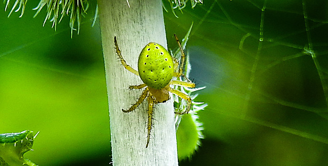 20230624 1231CPw [D~LIP] Kürbisspinne (Araniella cucurbitina), Bad Salzuflen