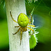 20230624 1231CPw [D~LIP] Kürbisspinne (Araniella cucurbitina), Bad Salzuflen