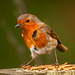 Robin